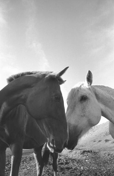istock Kusasenri Beach horses 844777584