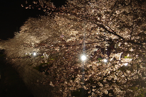 The time of cherry blossoming is very special in Japan, people go out to admire the beauty of the cherry trees, there are picnics and it is a very pleasant atmosphere. Cherry trees are a fundamental part of the collective culture in Japan.