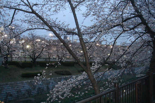 The time of cherry blossoming is very special in Japan, people go out to admire the beauty of the cherry trees, there are picnics and it is a very pleasant atmosphere. Cherry trees are a fundamental part of the collective culture in Japan.
