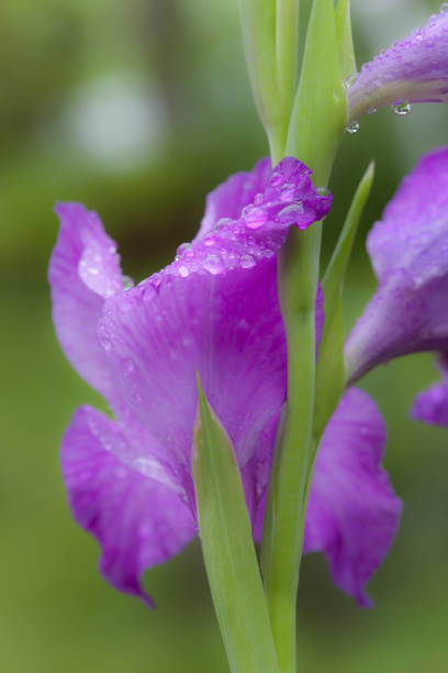 Gladiolus flower and water drops