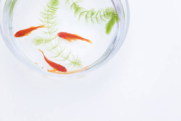 Goldfish, Carassius auratus