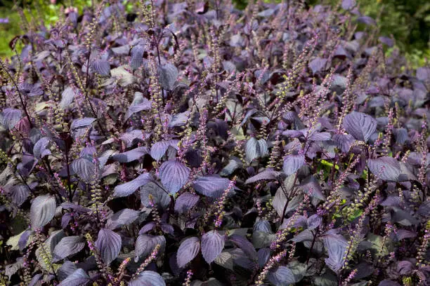 Labiatae flowers