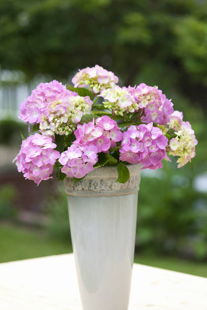 istock Flowers of the hydrangea. 844797474