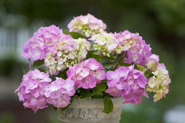 istock Flowers of the hydrangea. 844797496