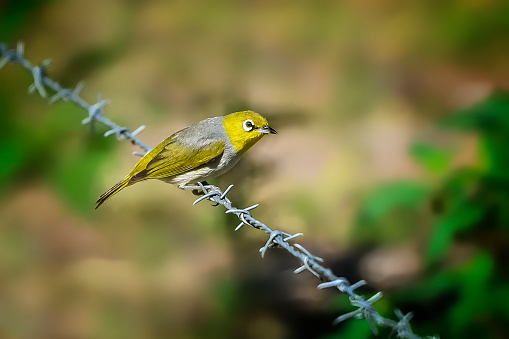 Silver eye or wax eye bird on a wire fence