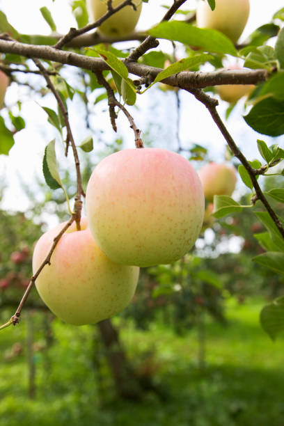 istock Apples in the Apple Orchard 844813788
