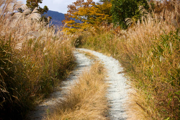 istock Japanese pampas grass and mountain 844816416