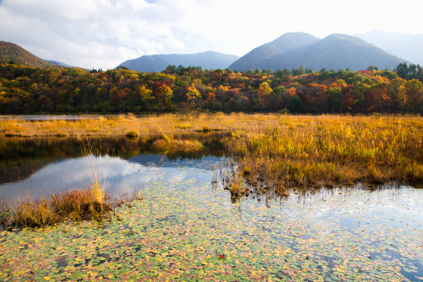 istock Autumn Guanyin pond 844816432