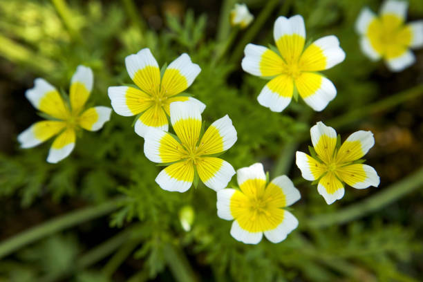 istock Remnants of flowers 844822376