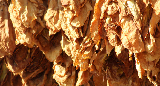 istock Tobacco leaves drying on the morning sun 844828640