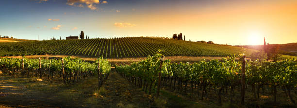 weinberge bei sonnenuntergang in der toskana, italien. - chianti region stock-fotos und bilder