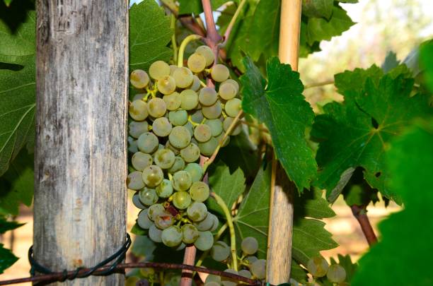 istock white grape on vineyards, tuscany region, Italy. 844831194