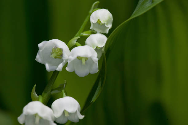 istock Lily of the Valley flowers 844831636