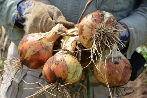 istock Home garden/Vegetable cultivation 844832492