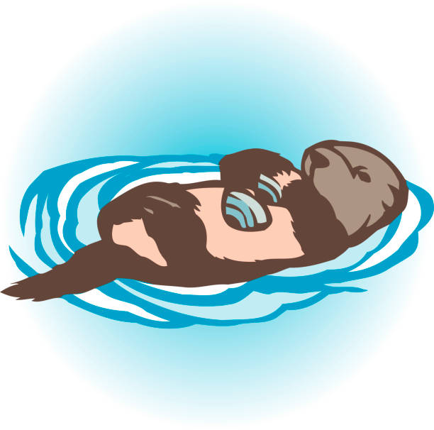 Sea Otter Sea Otter sea otter stock illustrations