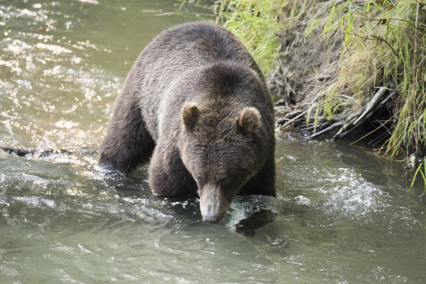 istock Grizzly Bear crossong a stream 844847814