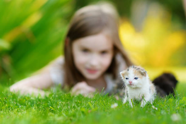 istock Adorable little girl playing with small kitten 844848570