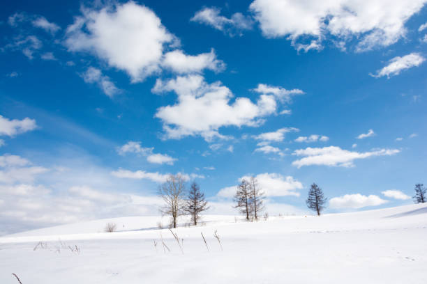 istock The winter sky and grove 844851792