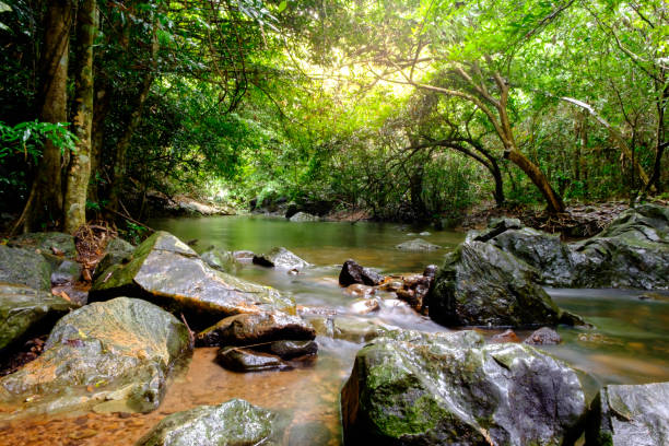 istock Rivers in streams that flow through the rocks that are in the forest 844852920