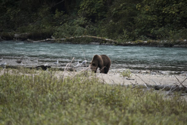 istock Grizzly bear eating salmon 844856746