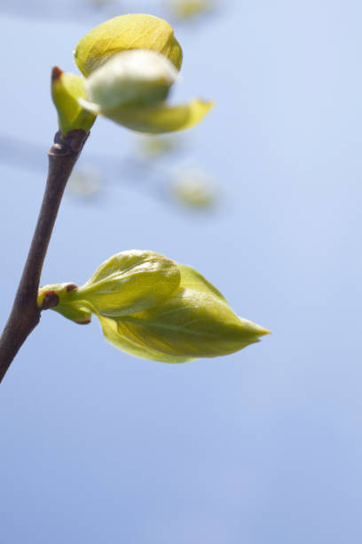 New shoots of persimmon