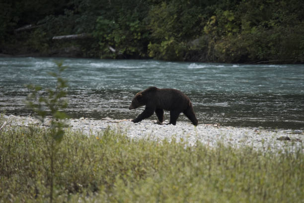 istock Grizzly bear country 844862570