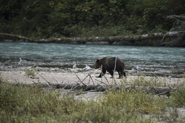 istock Adult Grizzly bear 844862840