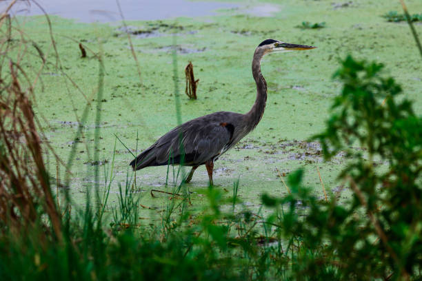 istock Tricolored Heron in wetlands 844863500