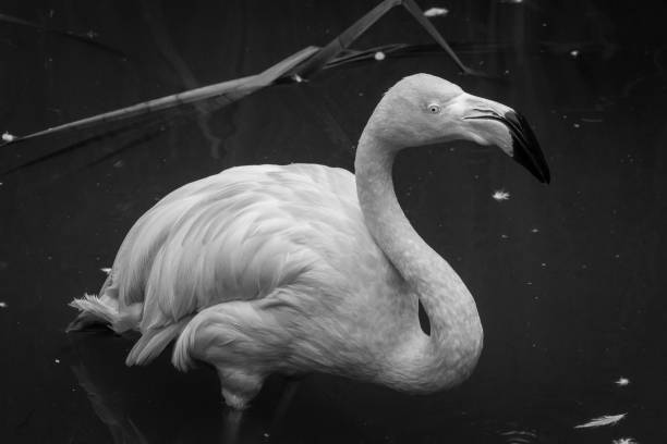 istock Monochrome Flamingo 844872282