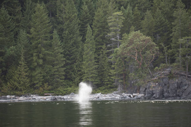 istock British Columbia Humpback Whales 844873610