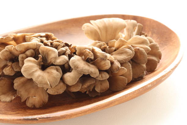 istock Japanese food ingredient, Maitake mushroom 844882890