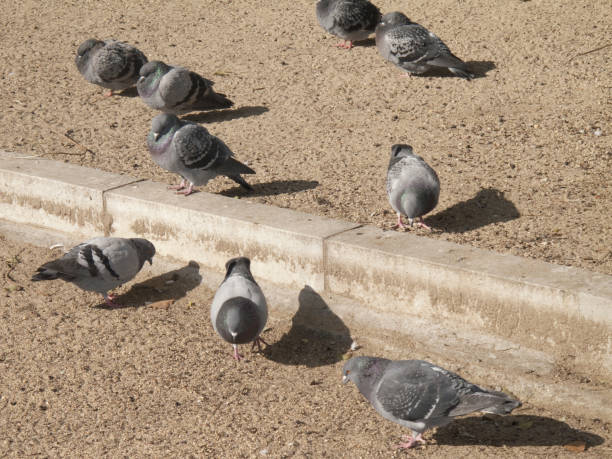 istock Basking in the Sun of pigeons 844895002