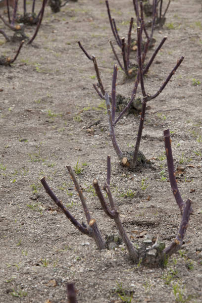 istock Roses were planted in the flower bed seedlings 844905138