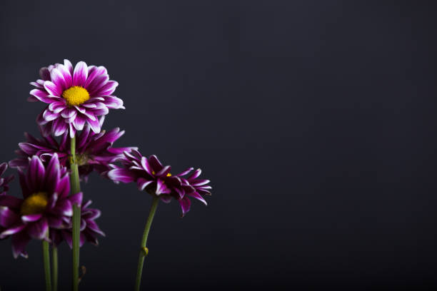 Purple, White, & Yellow Bright Vibrant Flowers on a Dark Grey Background with Copy Space