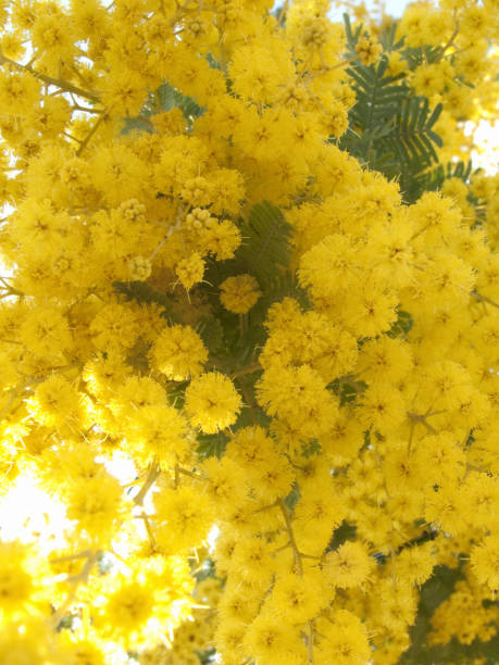 istock Flowers of Acacia baileyana 844909378