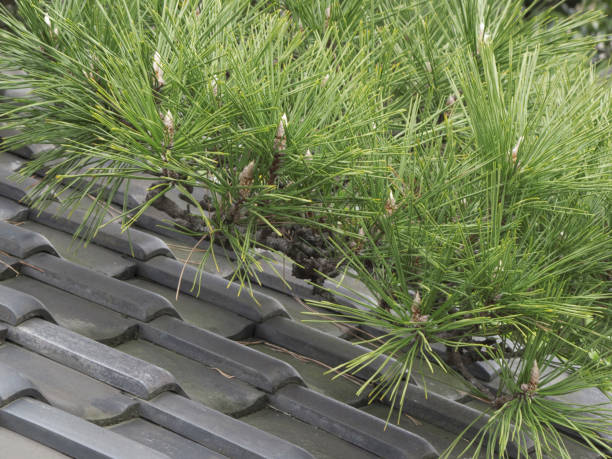 Roof tiles and pine needles