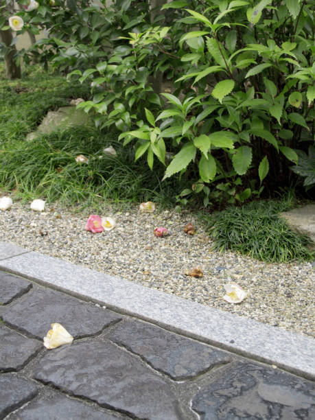 istock Petals fell gardens Christmas Camellia hedge 844910004