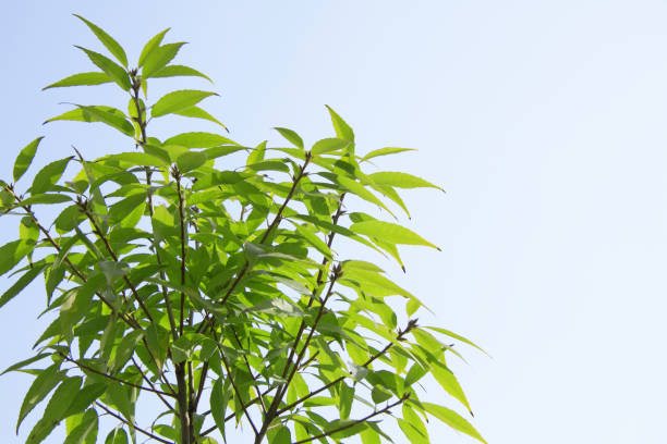 istock Blue skies and green 844910100