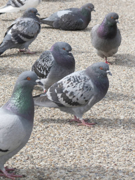 istock Birds flock to the Park 844912592