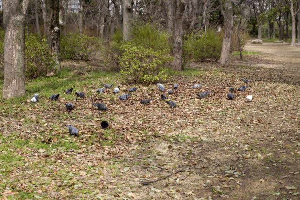 Feral pecking their food in the Park