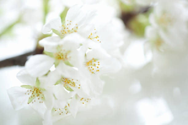 istock Up of cherry blossoms 844914066