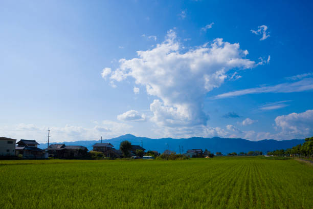 istock Rice's rice paddies and skies 844917100