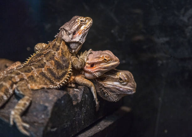 istock detail shot of lizards 844917554