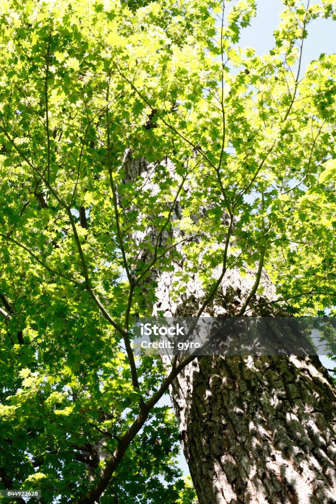 Beech trees Beech Tree Stock Photo