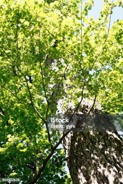 Beech Trees Stock Photo - Download Image Now - Beech Tree, Green Color, Japan