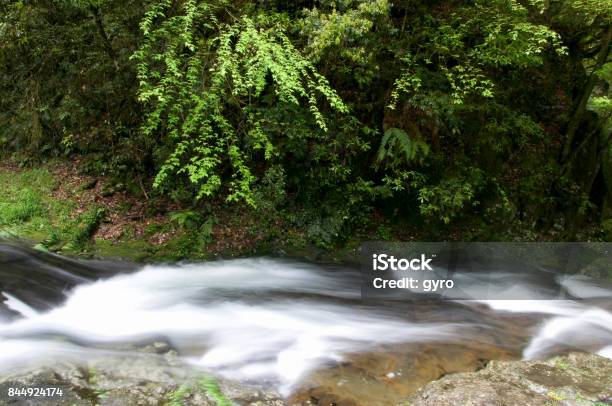 Torrent Stock Photo - Download Image Now - Environment, Forest, Green Color