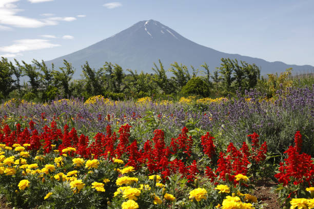 istock Mt. Fuji and flower garden 844926702