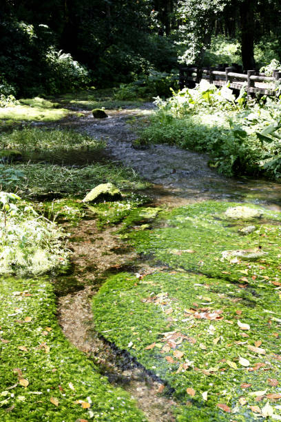 istock Princess River Headwater springs 844926796