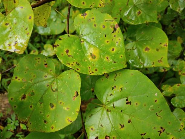 istock green leaves with red dots and holes 844930684