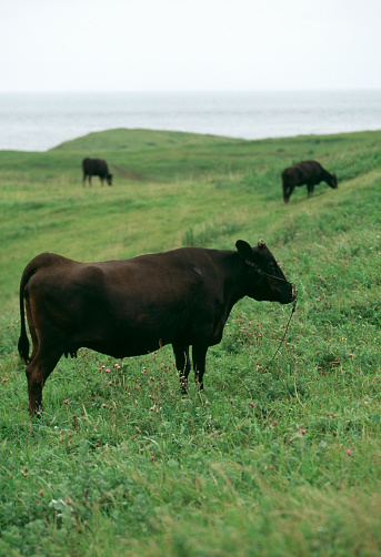 Cows grazing at agricultural field